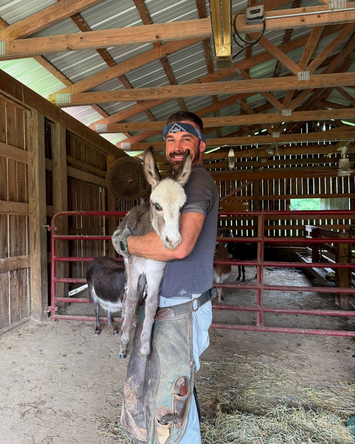 Pygmy Donkey for Sale