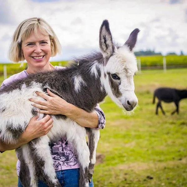 miniature highland cow for sale