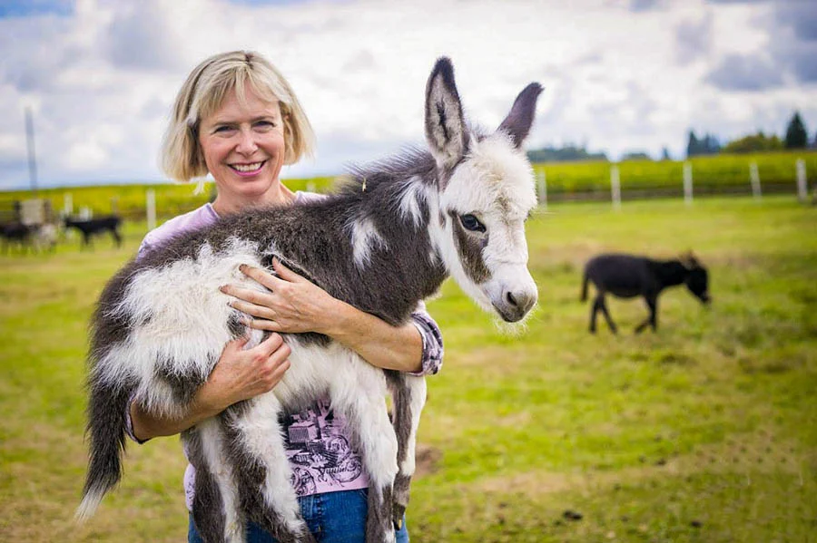 miniature highland cow for sale