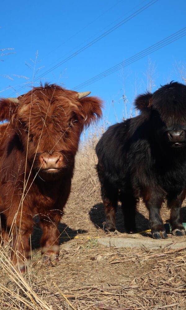 Mini Highland Calves for Sale