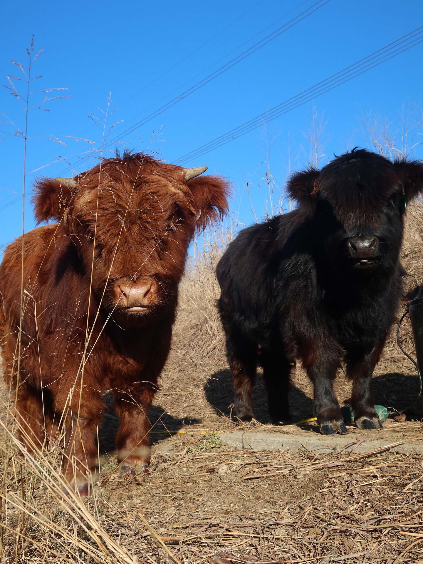 Mini Highland Calves for Sale