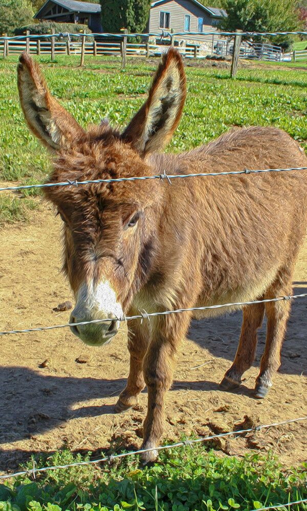 Donkey Miniature for Sale