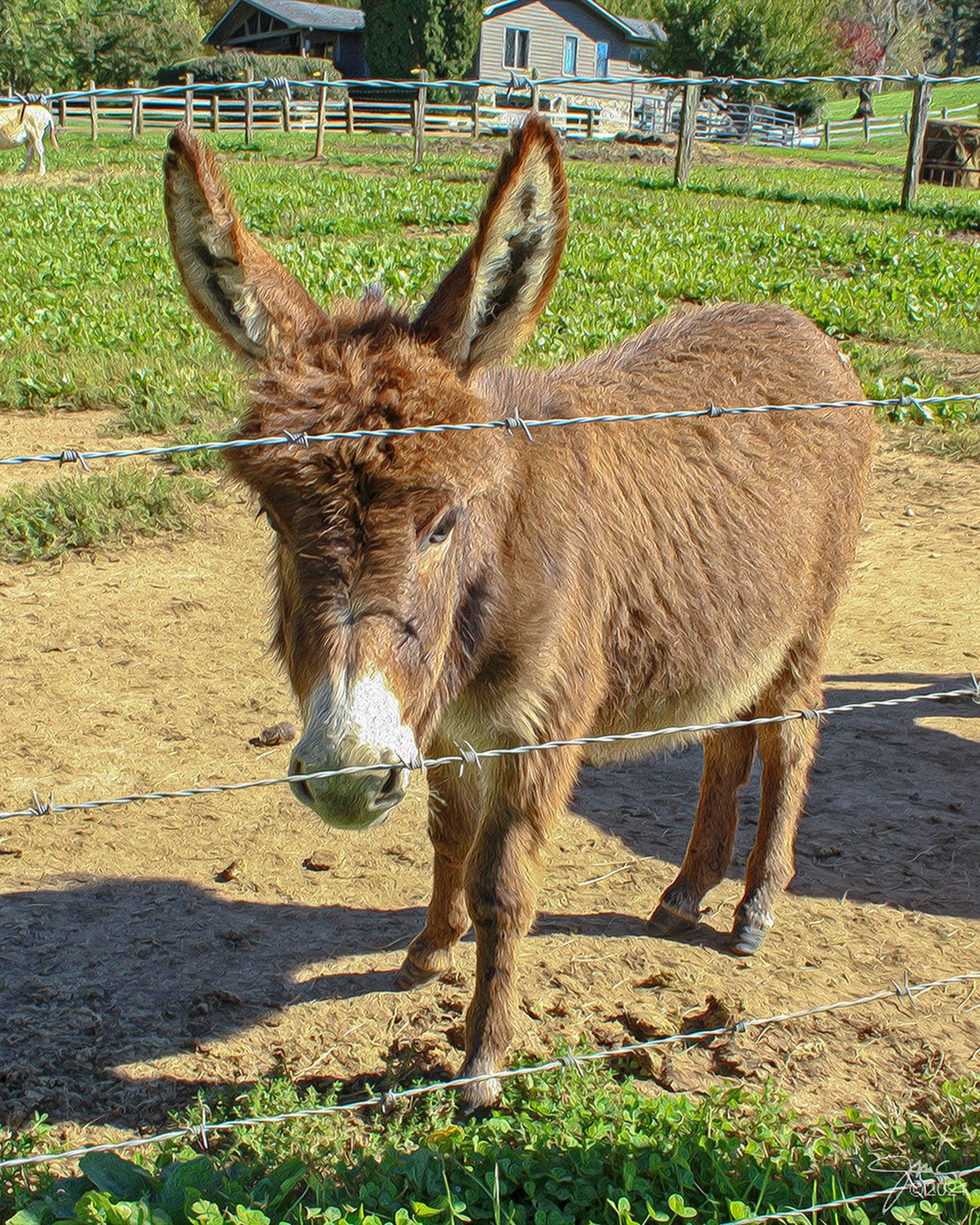 Donkey Miniature for Sale