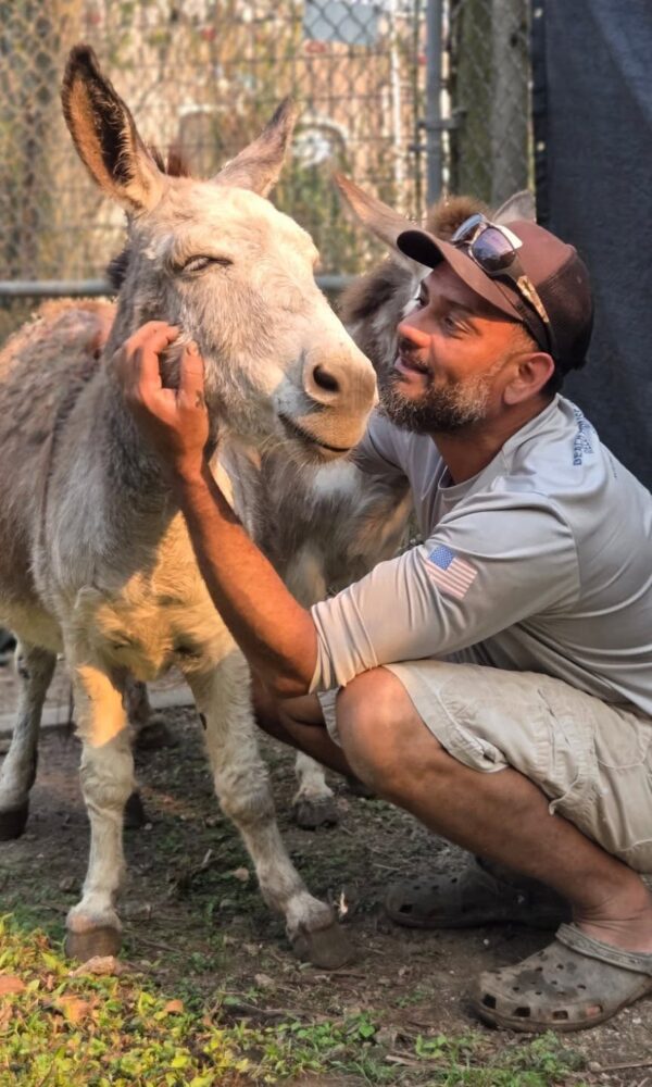 Micro Mini Donkey for Sale