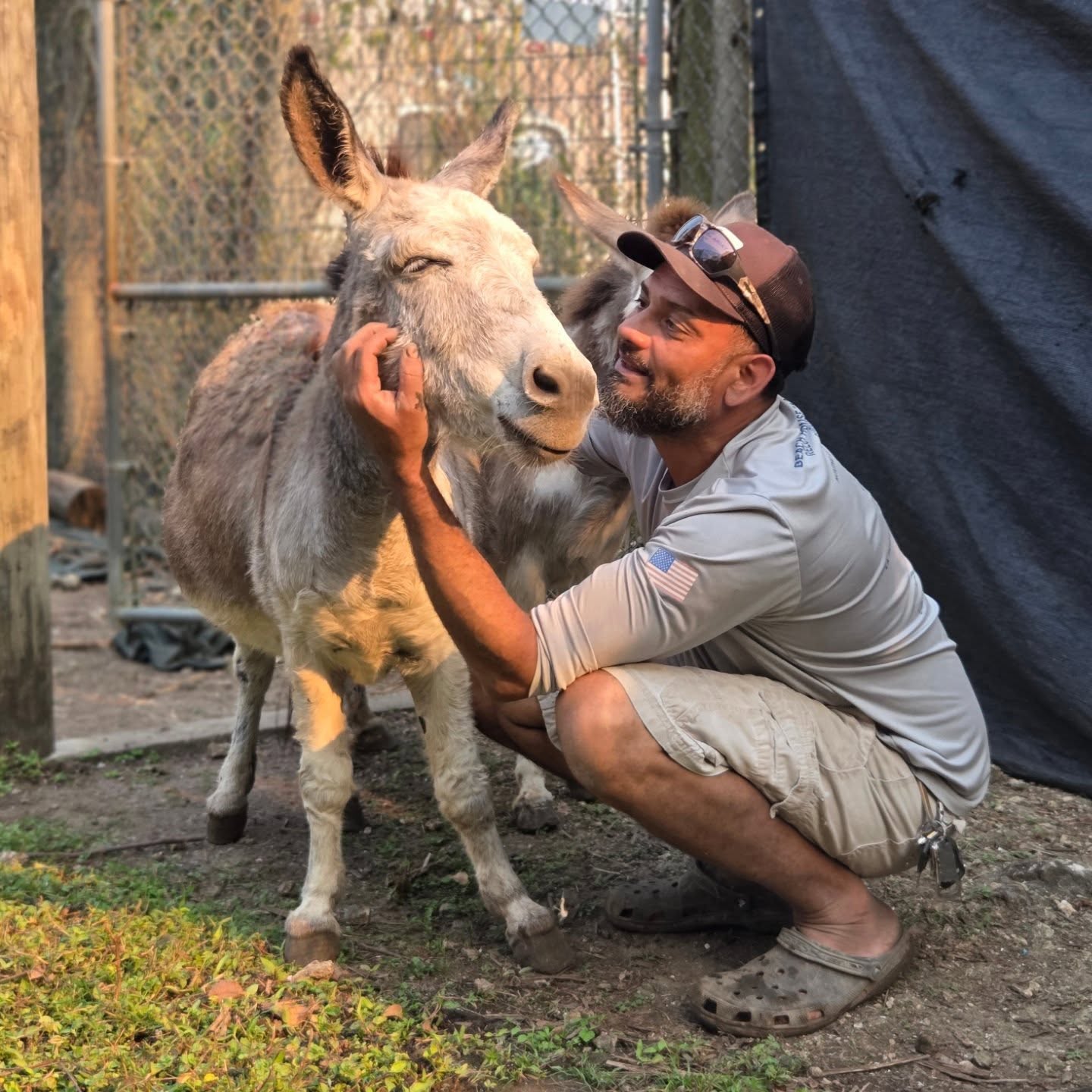 Micro Mini Donkey for Sale