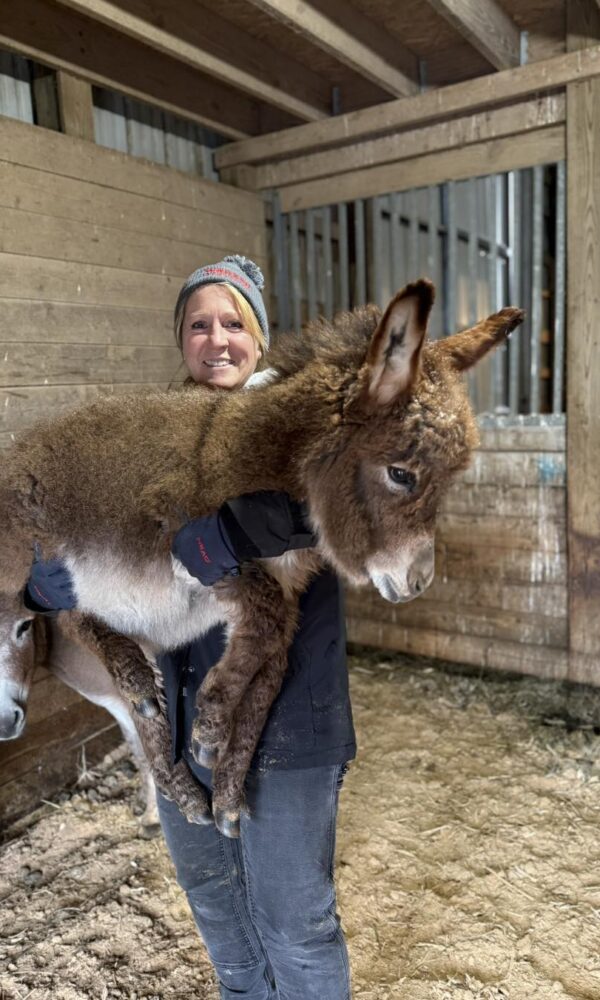 Miniature Donkey for Sale