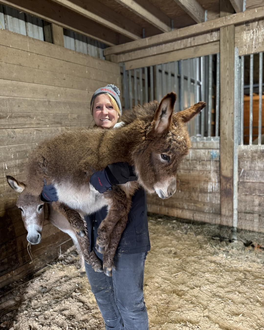 Miniature Donkey for Sale