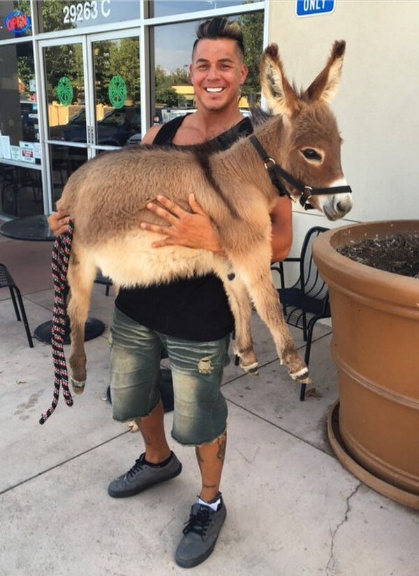 miniature donkey care