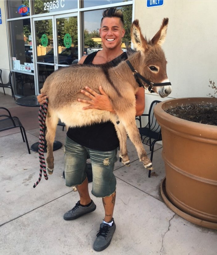 miniature donkey care