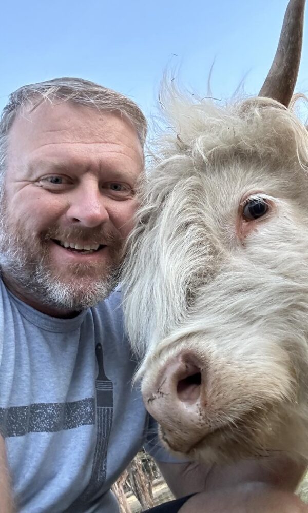 Mini Highland Cow Price