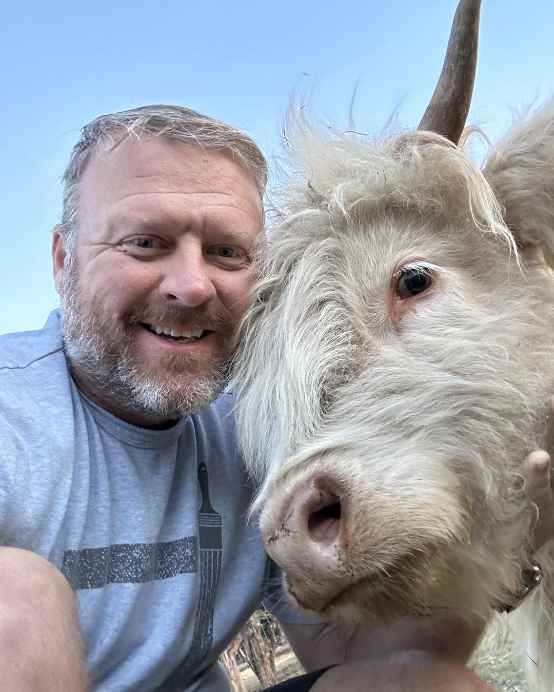 Mini Highland Cow Price