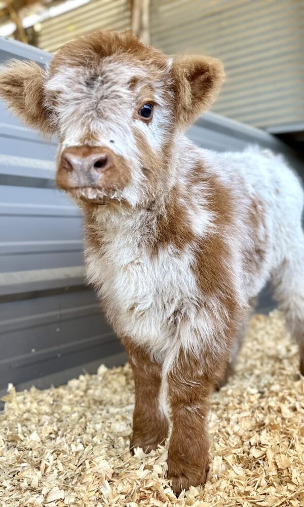 Micro Mini Highland Cow