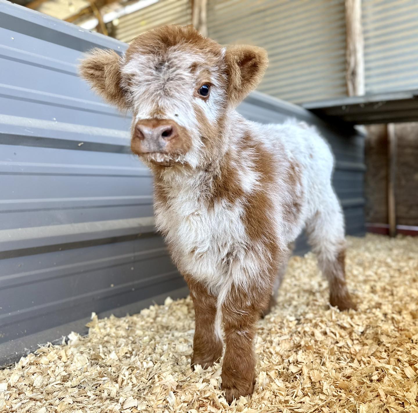 Micro Mini Highland Cow