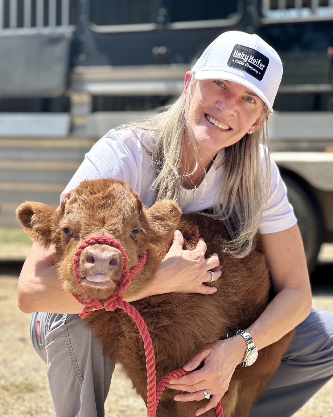 Teacup Mini Highland Cow