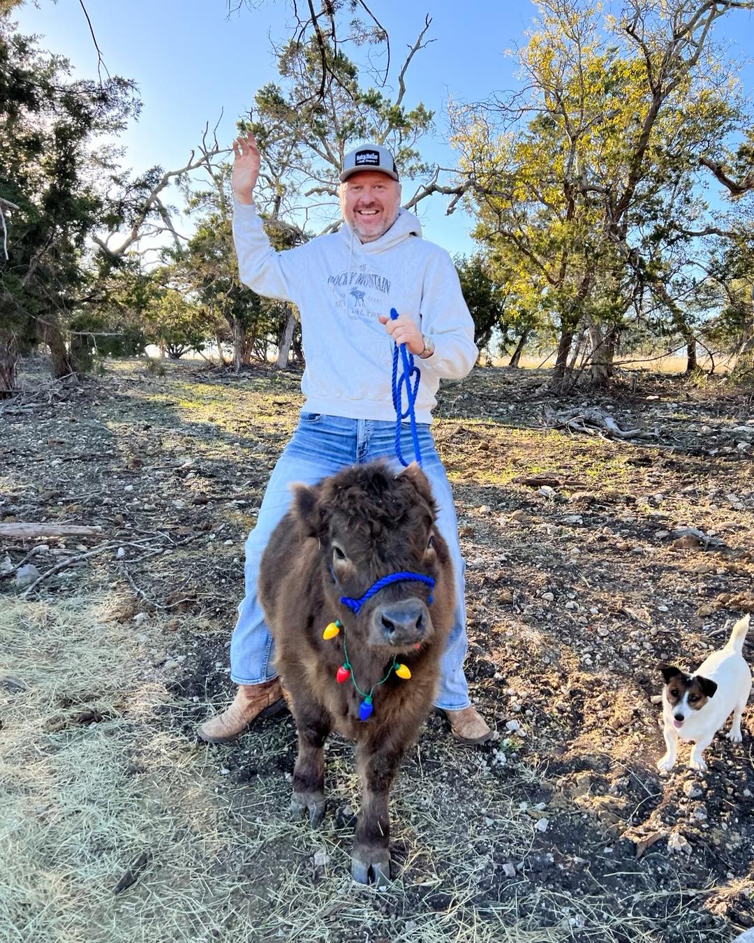 Mini Highland Calves for Sale