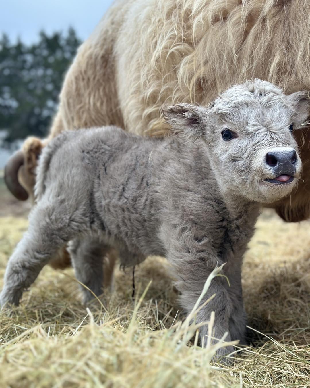 Highland Miniature Cattle for Sale