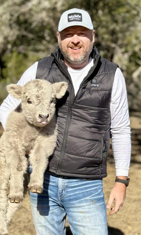 Highland Mini Cow for Sale