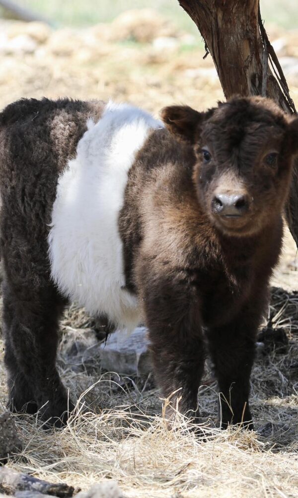 Miniature Highland Cow for Sale