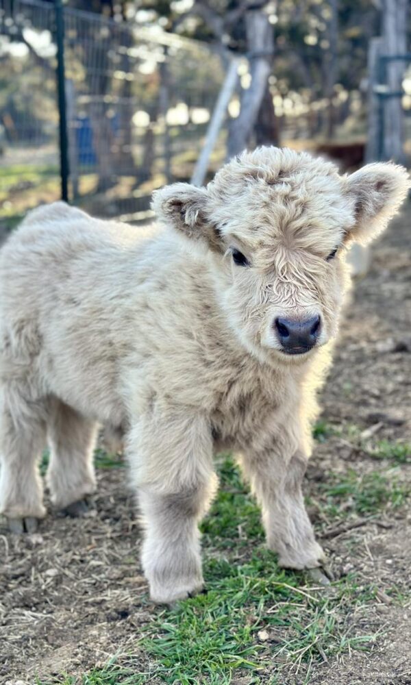 Mini Highland Cow Price
