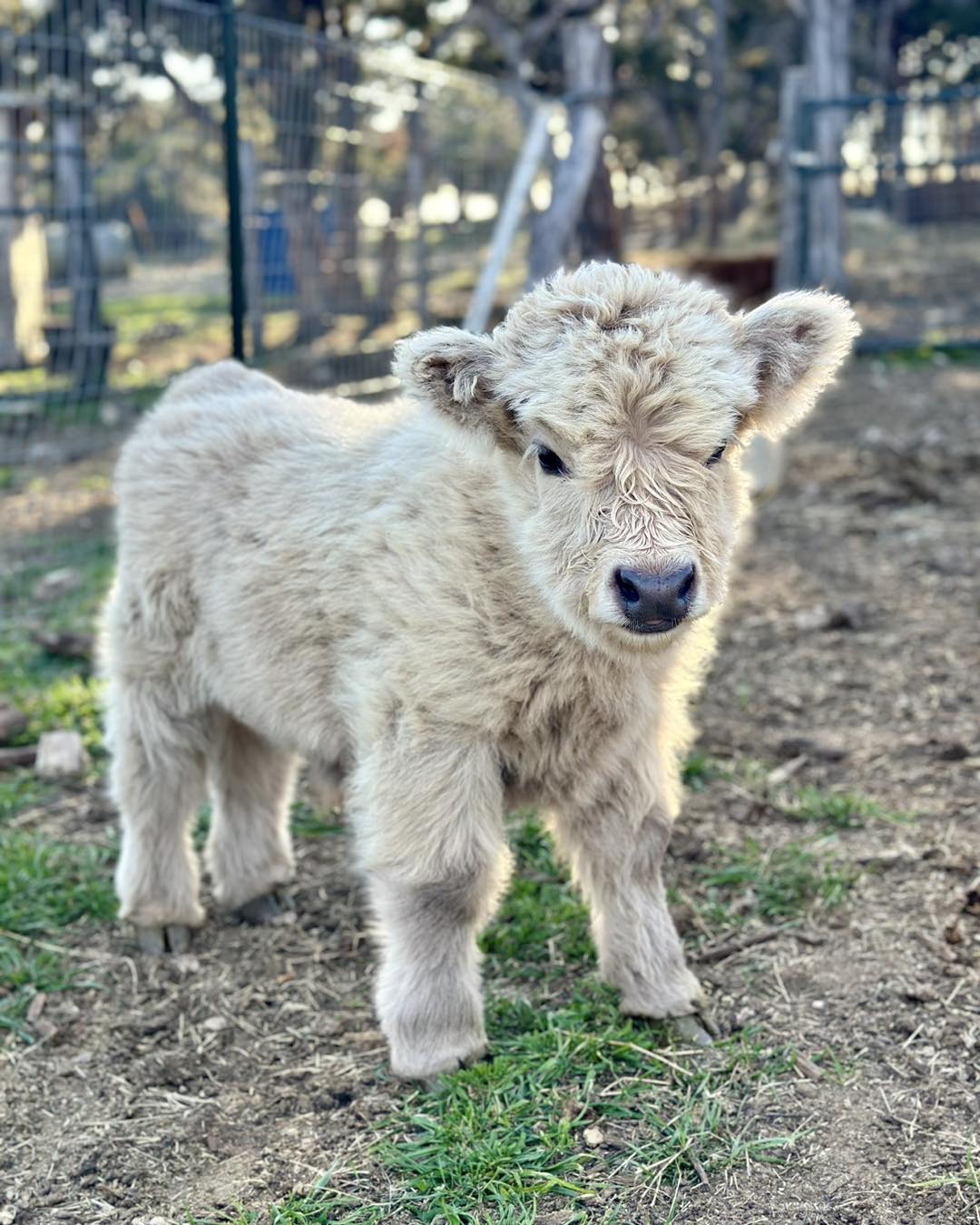 Mini Highland Cow Price