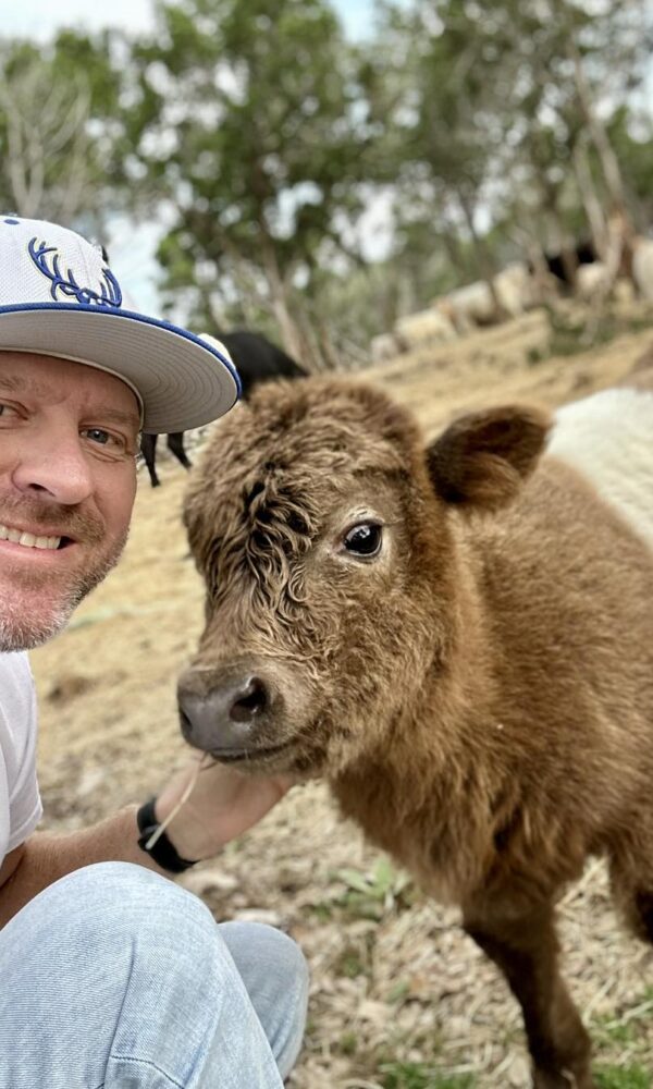 Mini Highland Cow for Sale