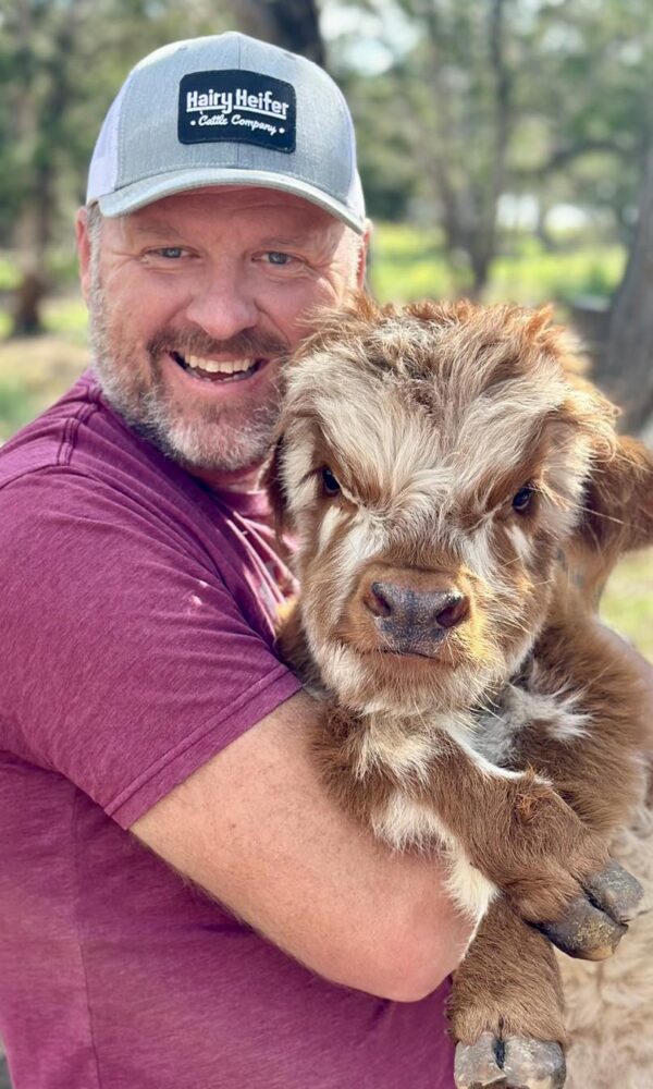Miniature Highland Cows for Sale Near Me