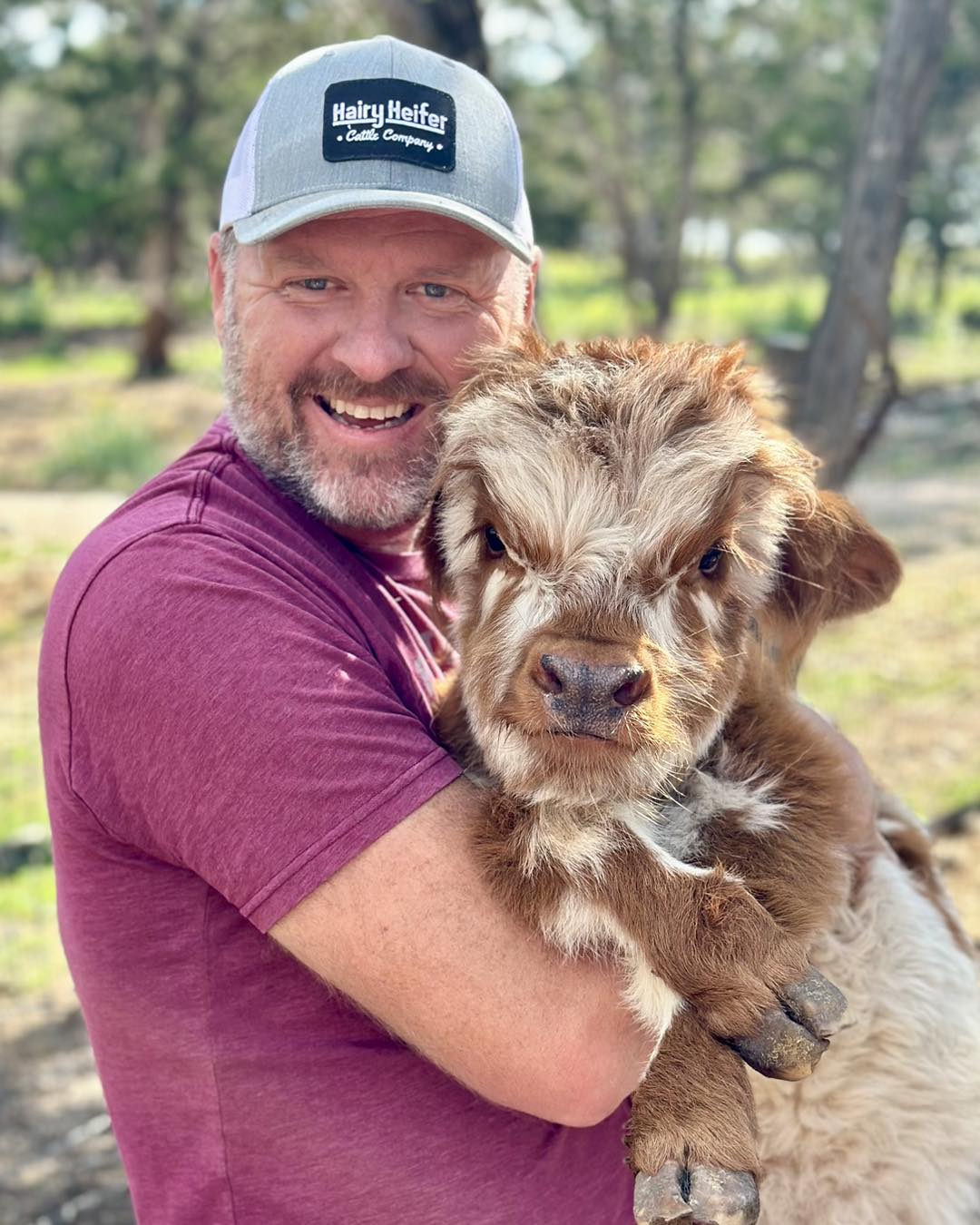 Miniature Highland Cows for Sale Near Me