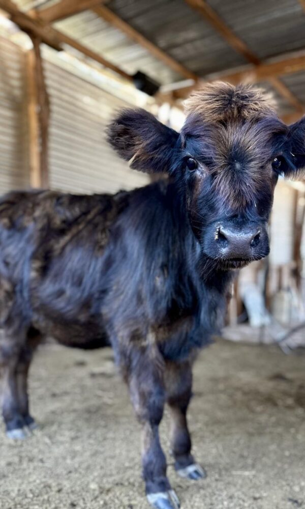Highland Cattle Mini