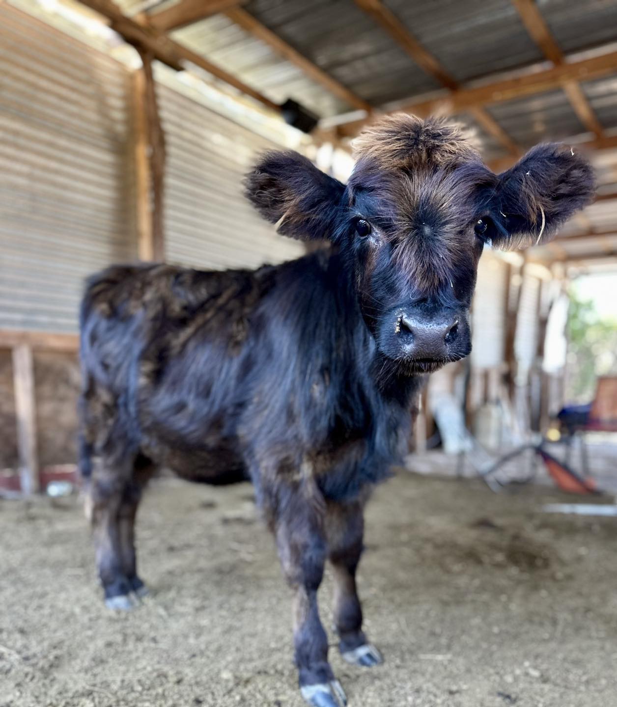 Highland Cattle Mini