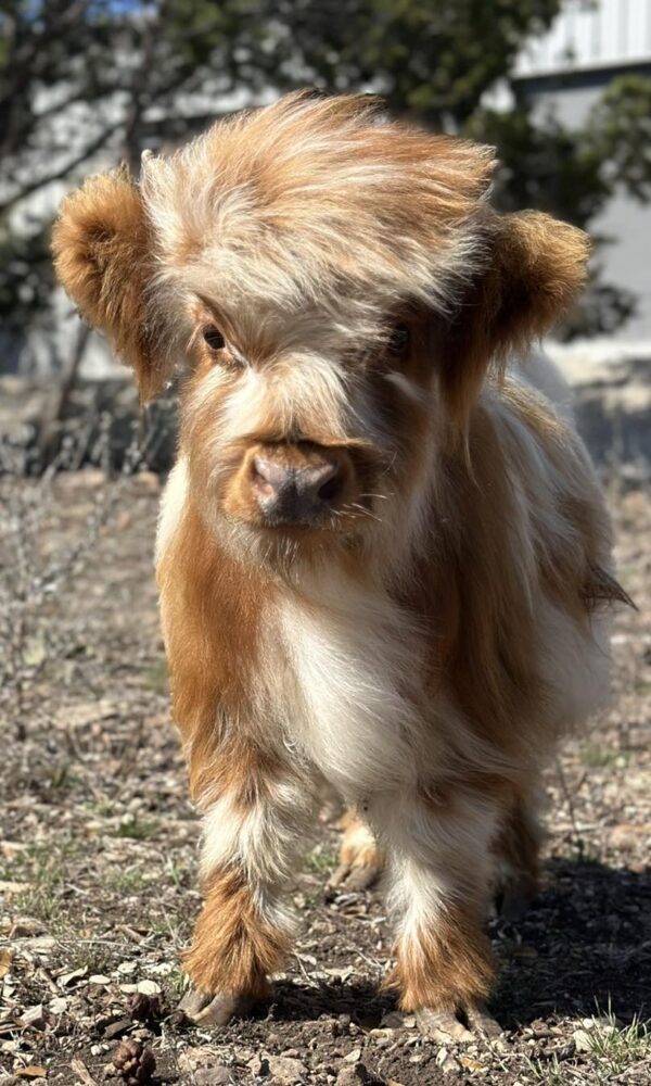 Mini Highland Calves for Sale