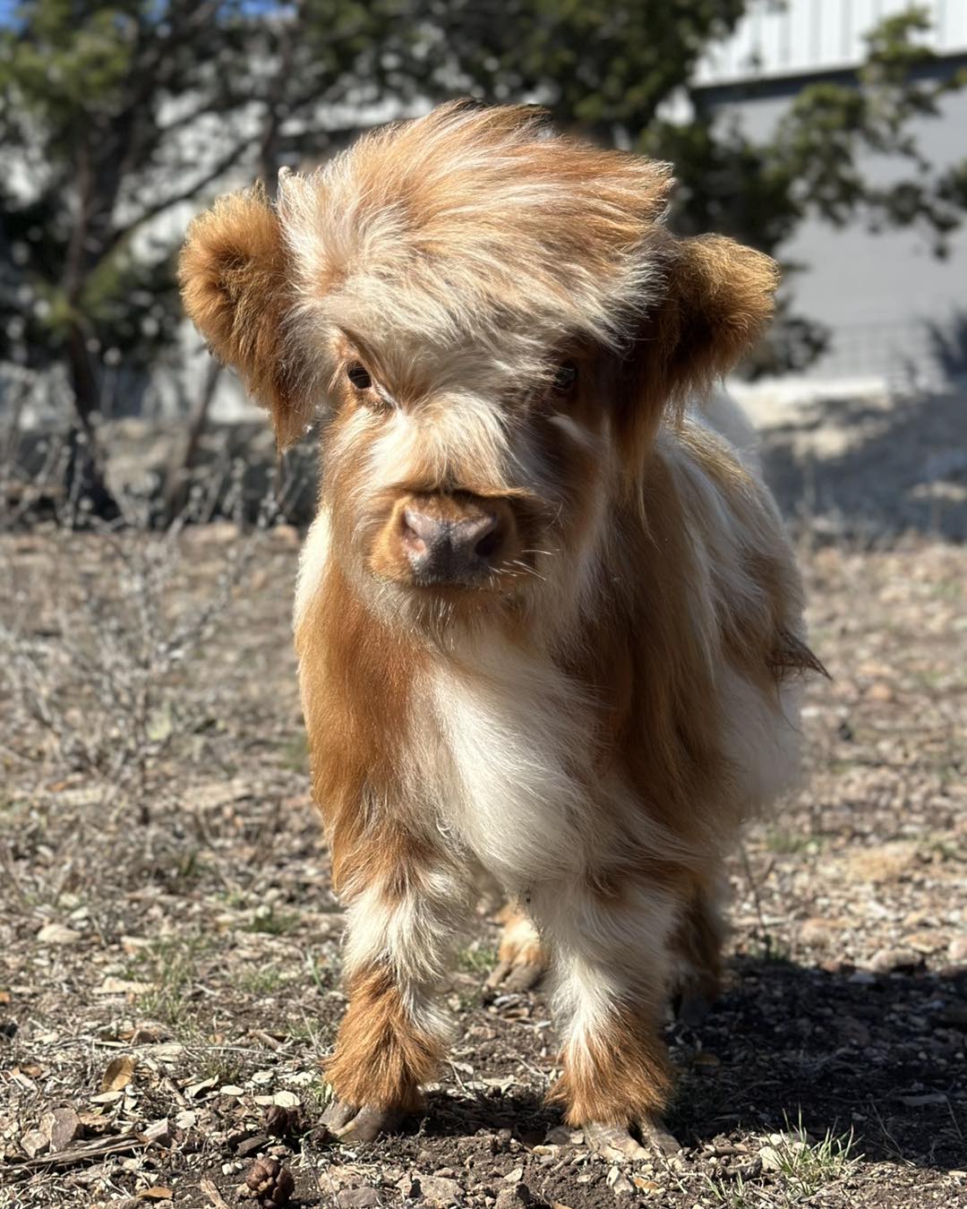 Mini Highland Calves for Sale
