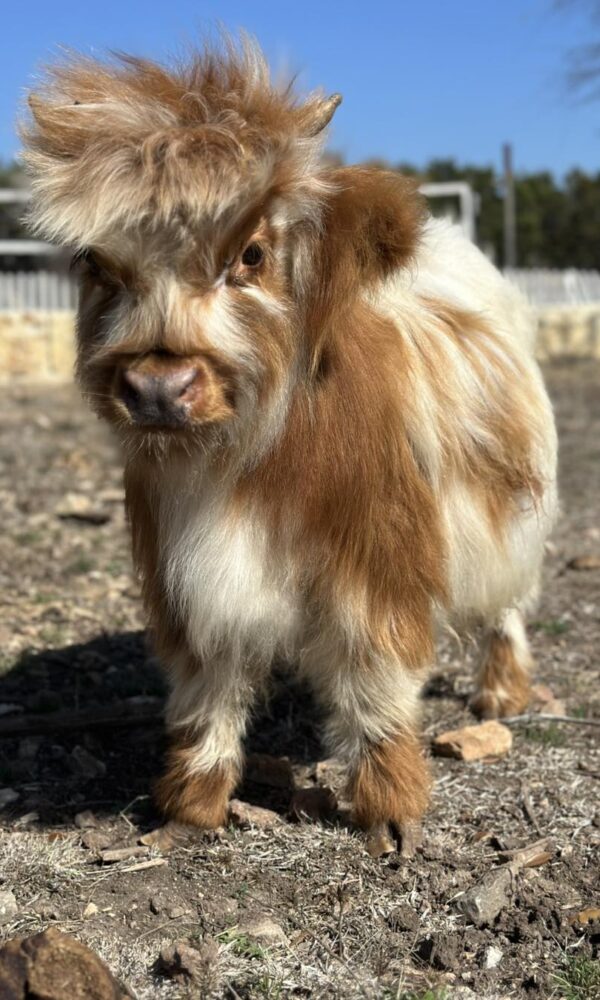 Highland Mini Cow for Sale