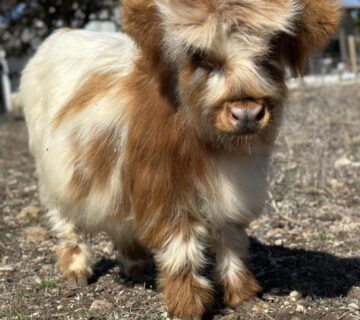 Mini Highland Cow Price
