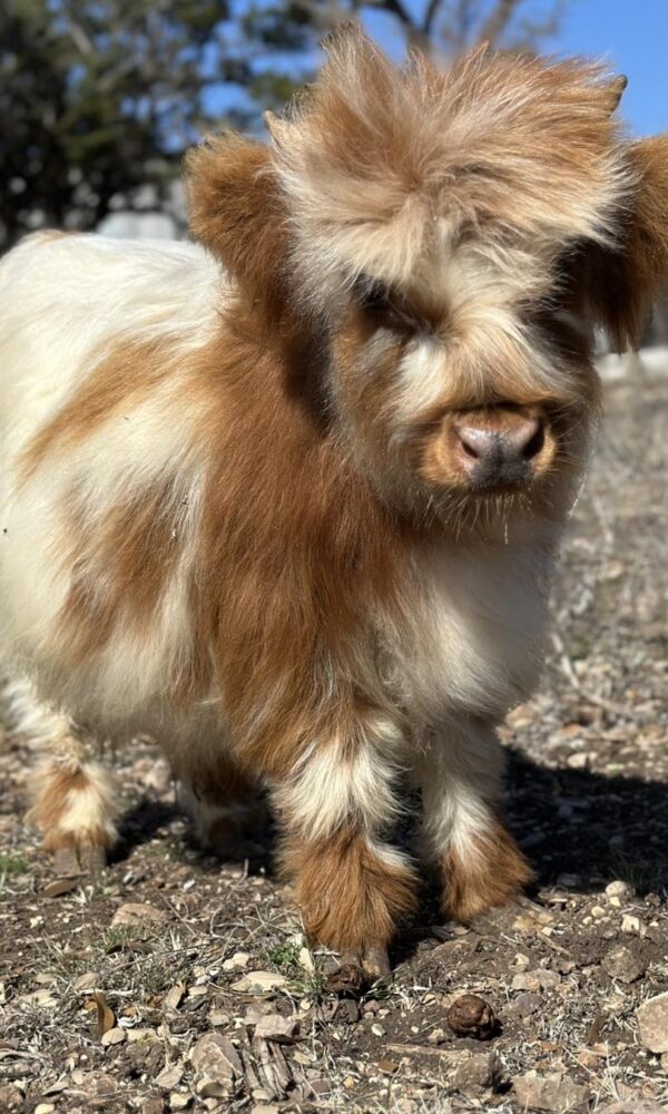 Mini Highland Cow Price