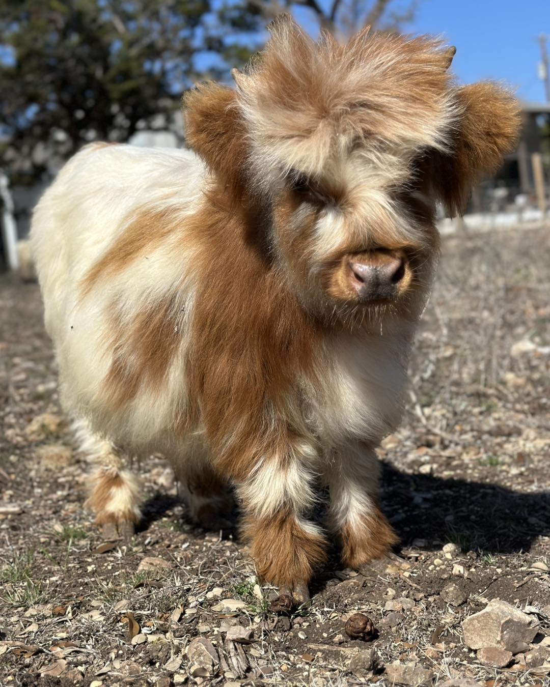Mini Highland Cow for Sale