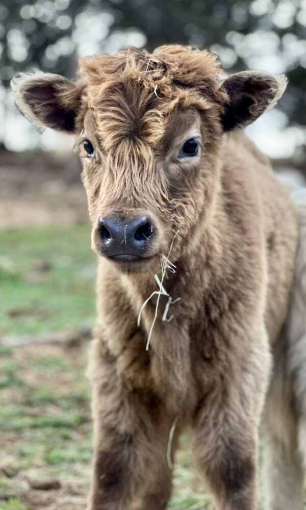 Teacup Mini Highland Cow for Sale