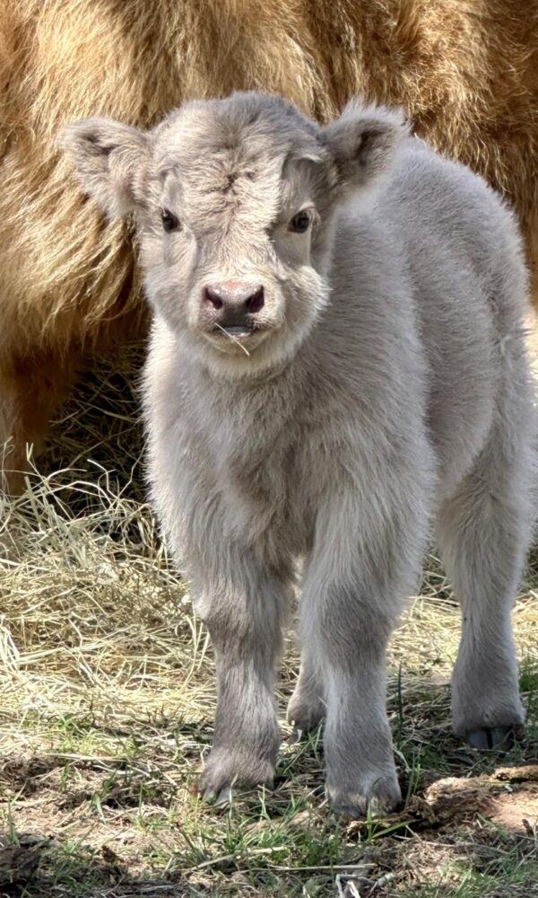 Micro Mini Highland Cow for Sale