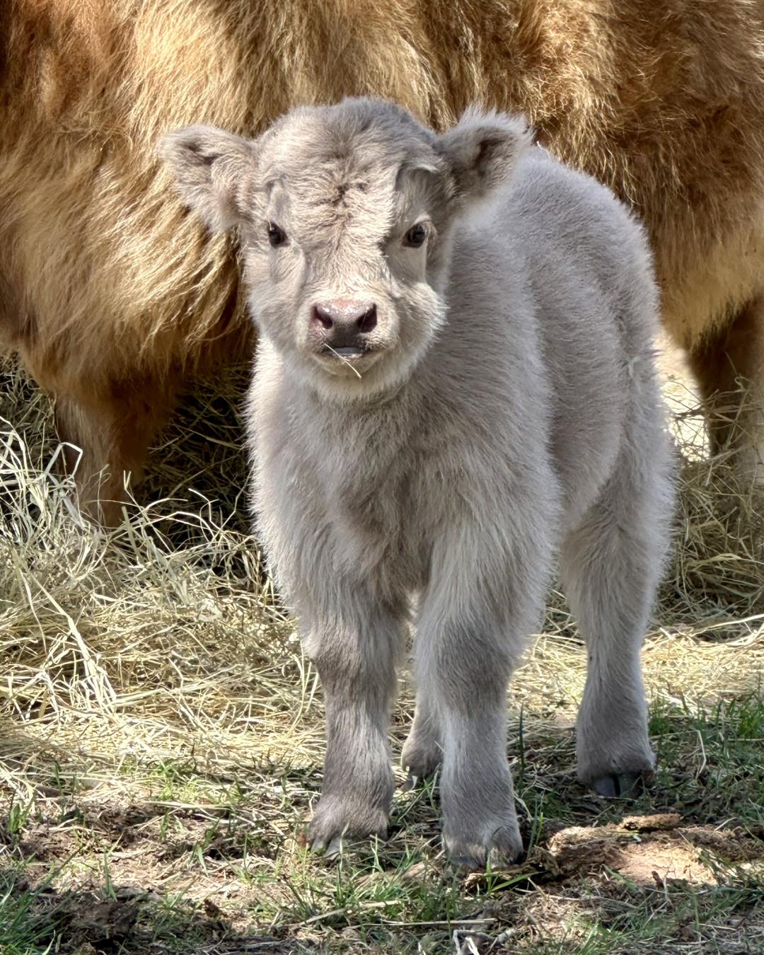 Micro Mini Highland Cow for Sale