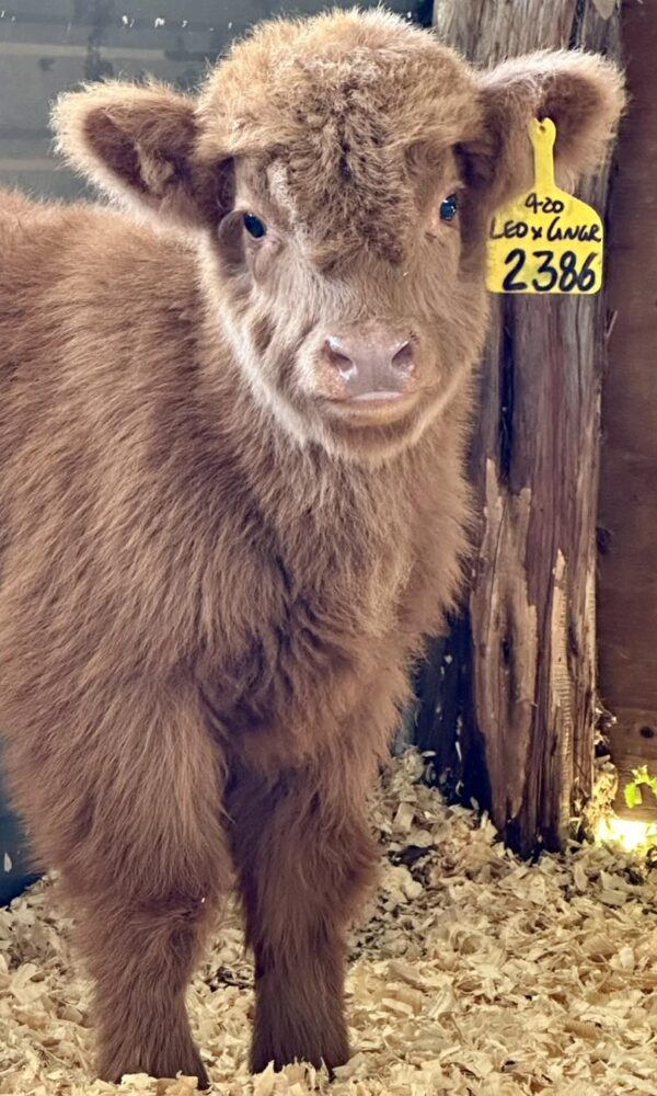 Micro Mini Highland Cow