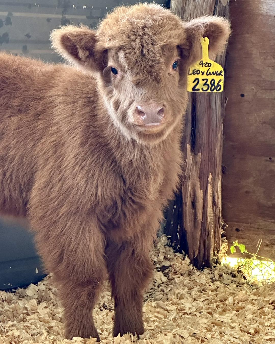 Micro Mini Highland Cow