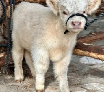 Highland Mini Cow for Sale