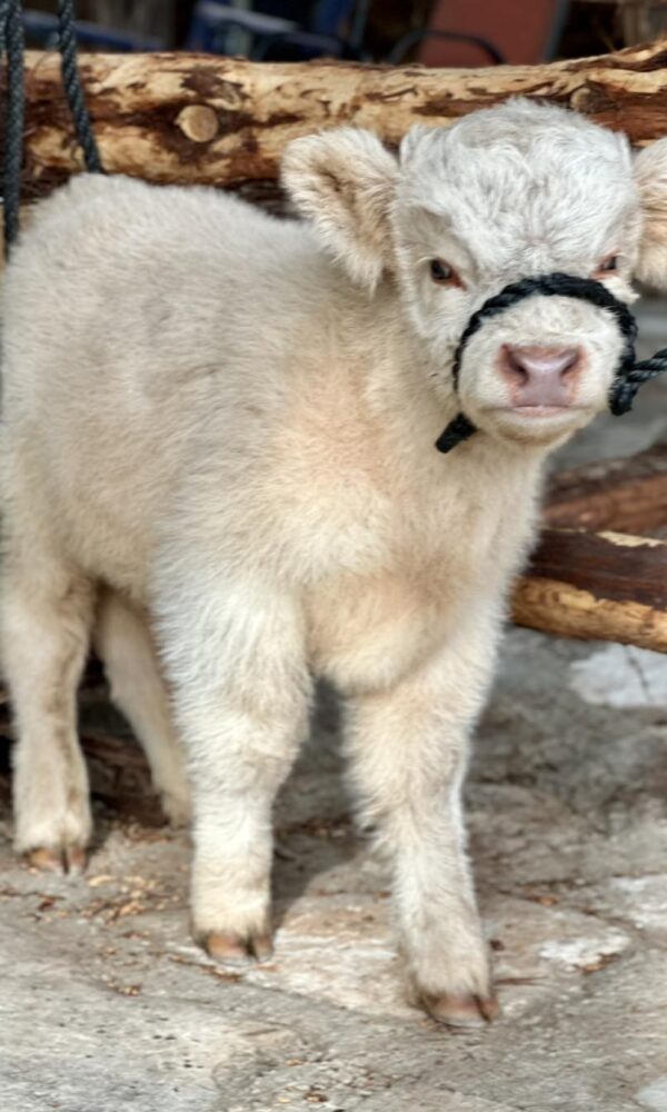 Teacup Mini Highland Cow