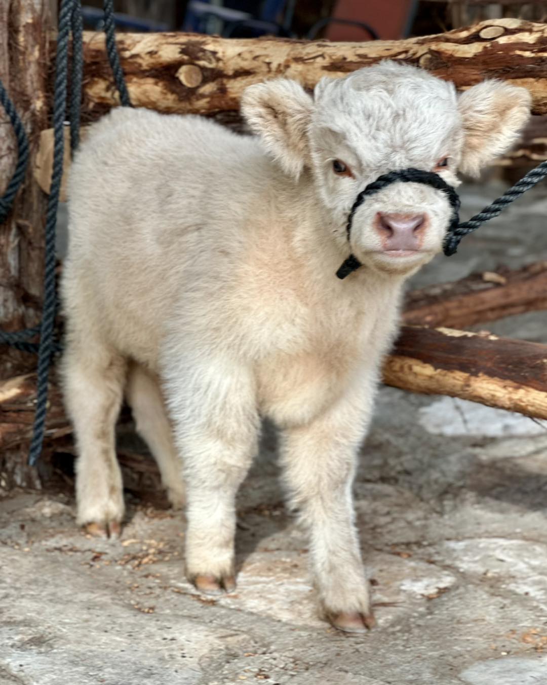 Teacup Mini Highland Cow