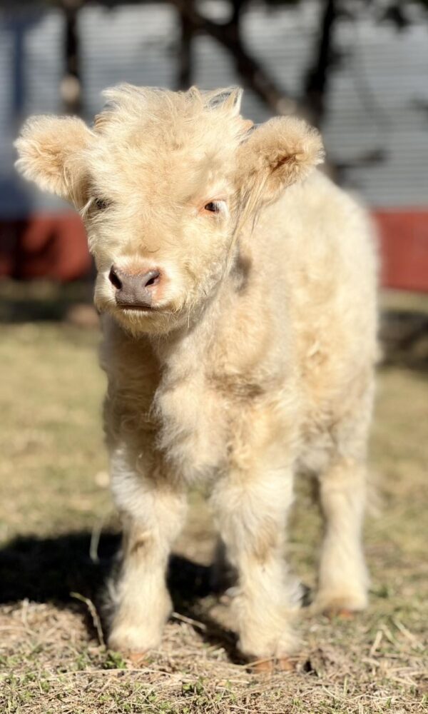 Mini Highland Cattle for Sale