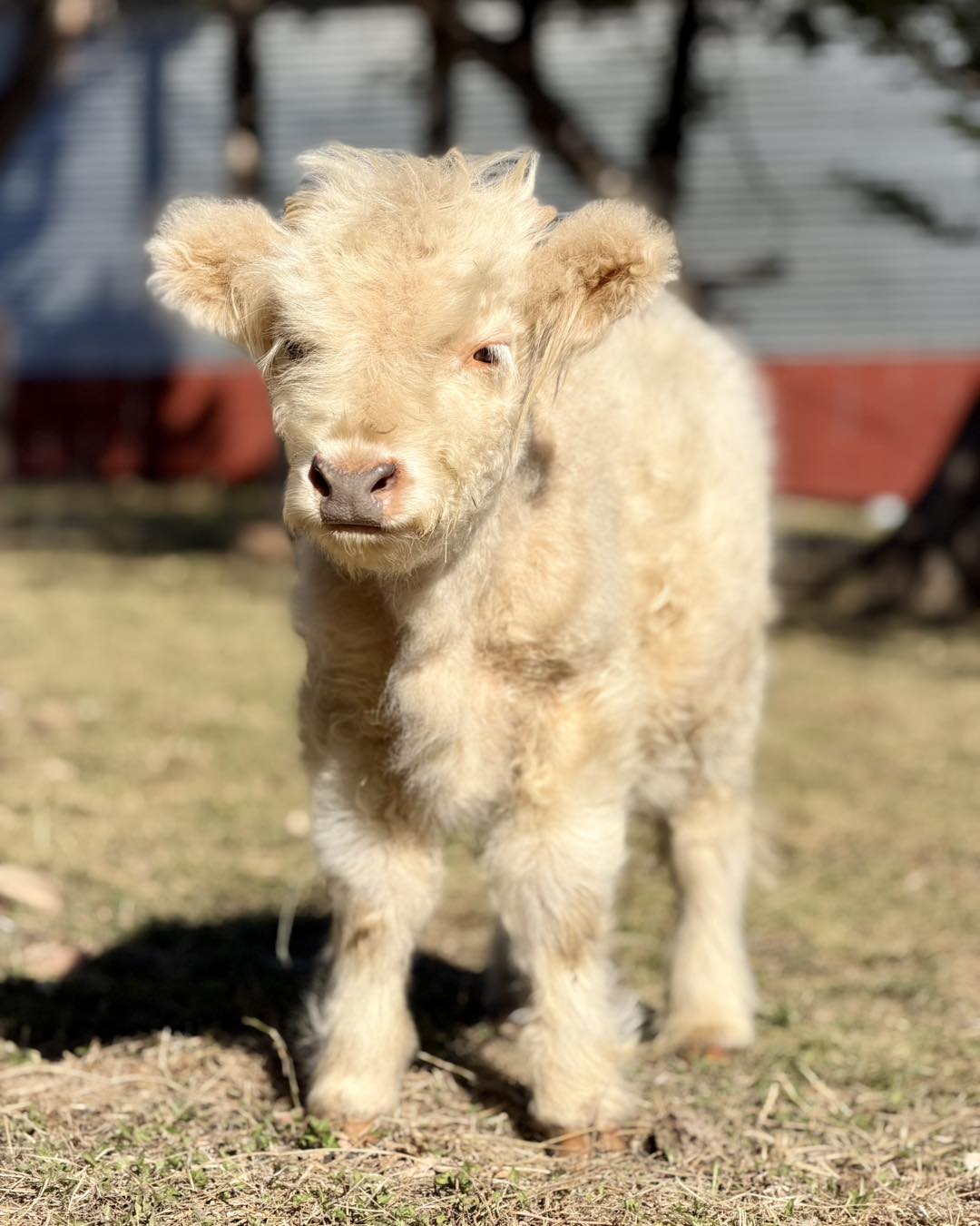 Mini Highland Cattle for Sale