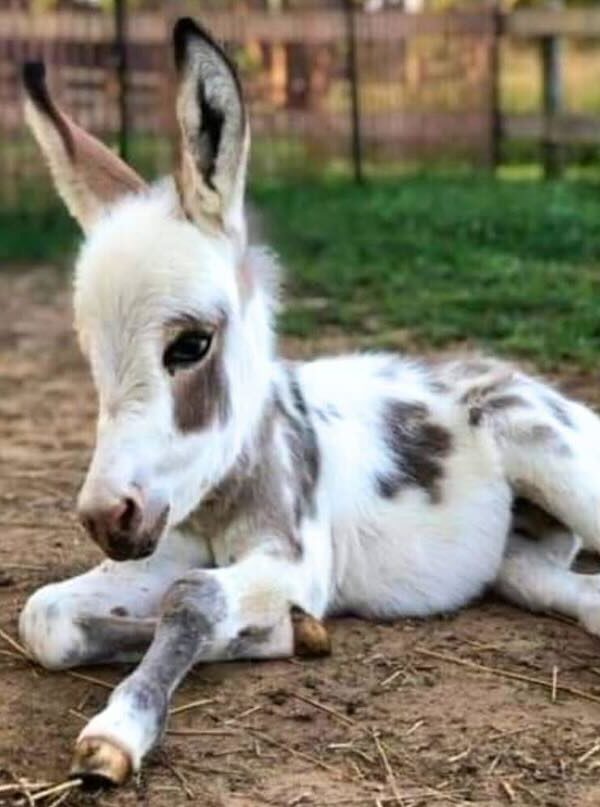 Miniature Donkey for Sale