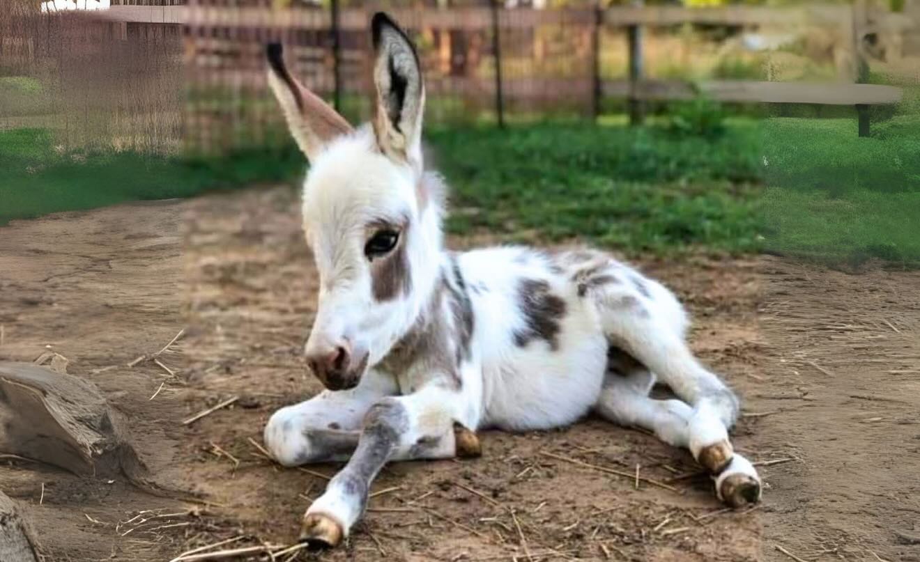 Miniature Donkey for Sale