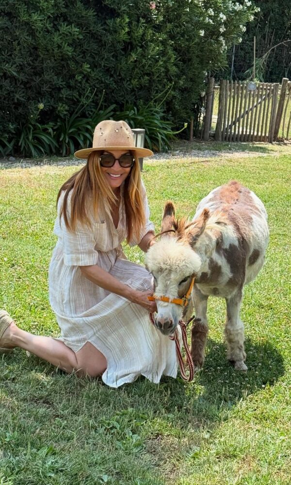 Tiny Donkeys for Sale