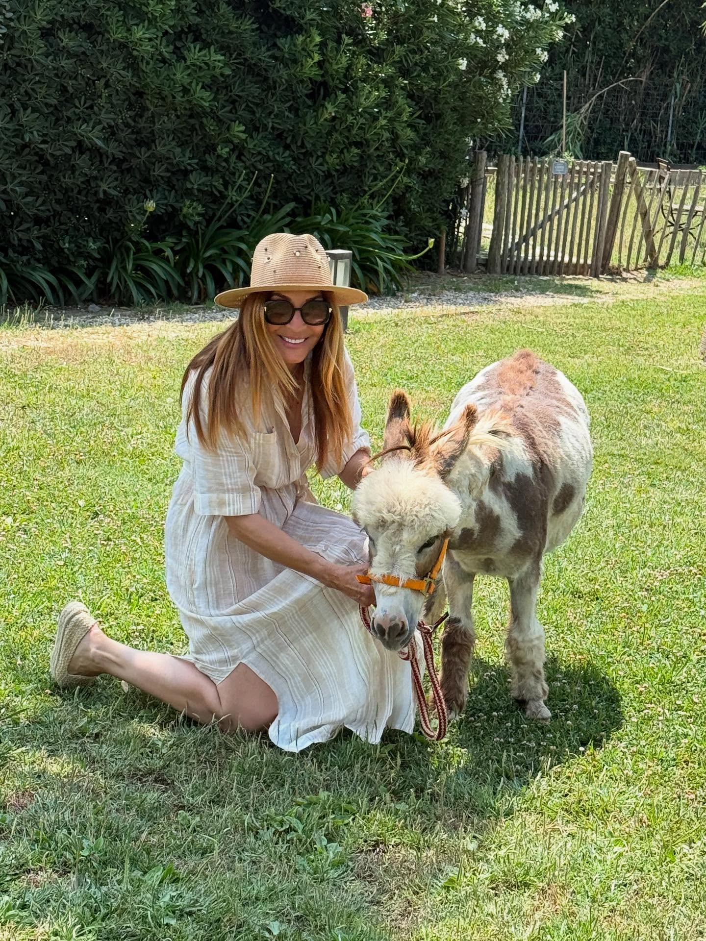 Tiny Donkeys for Sale