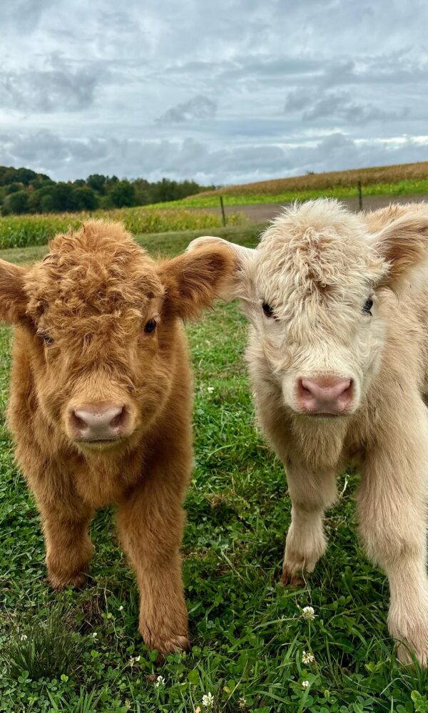 Highland Miniature Cattle for Sale